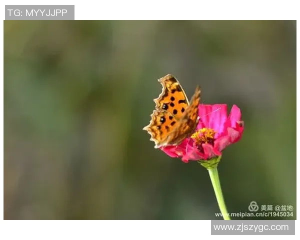 张伟的排球人生深度对话：从青涩少年到世界冠军的心路历程
